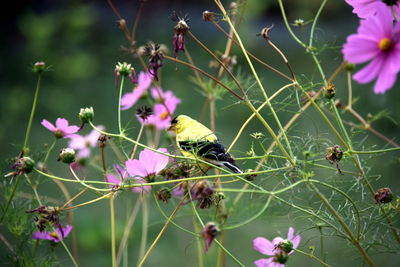 Close-up of pink perching on flower