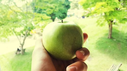 Close-up of hand holding apple