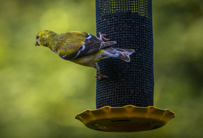 Yellow bird