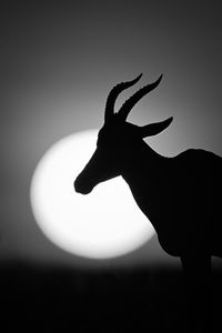 silhouette