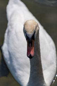 Close-up of swan