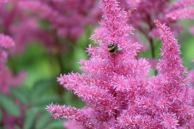 Close-up of insect on pink flowering plant