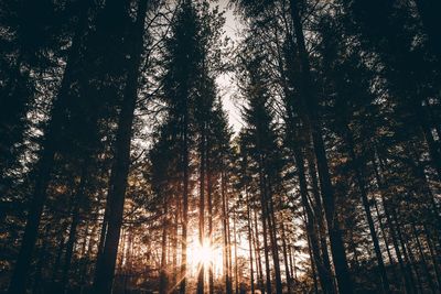 Low angle view of pine trees in forest