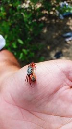 Close-up of insect on hand