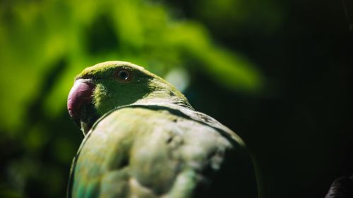 Close-up of parrot perching on leaf