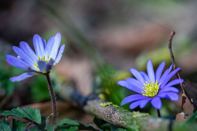 Close-up of purple crocus