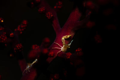 Close-up of red flowering plant