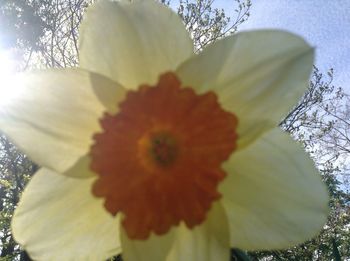 Close-up of fresh yellow hibiscus blooming outdoors