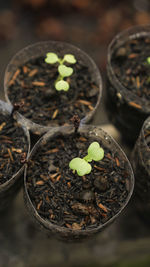 High angle view of small potted plant