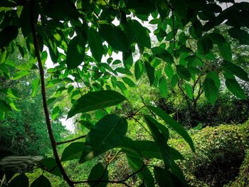 Close-up of leaves growing on tree in forest