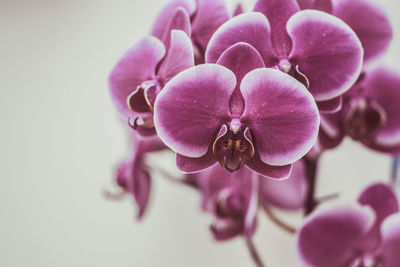 Close-up of pink orchids