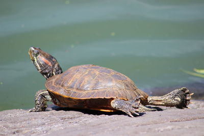 Close-up of tortoise on water