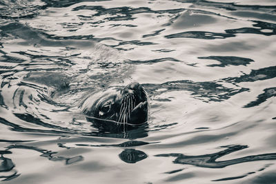 High angle view of turtle swimming in sea