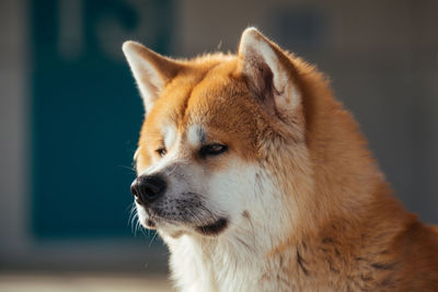 Close-up of a dog looking away