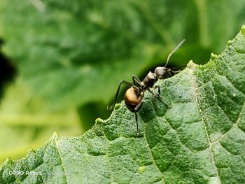 Close-up of insect on leaf