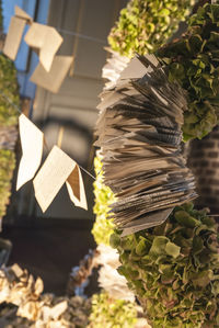 Close-up of paper on tree