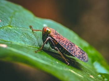 Close-up of insect on leaf