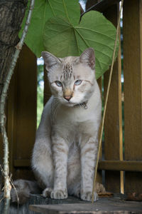 A tabby pastel ginger cat is sitting on fence