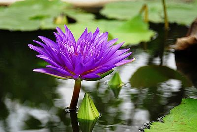 Close-up of purple water lily in lake