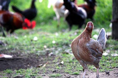 Brown chicken wirh chooks in background