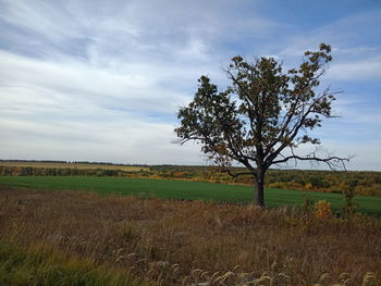 Tree on field against sky