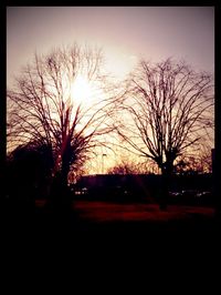 Silhouette of trees at sunset