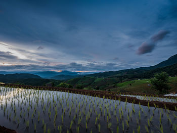 Scenic view of agricultural field against sky