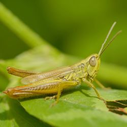 Close-up of insect on leaf