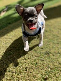 Portrait of dog running on grass