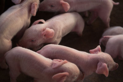 Group of pigs at animal farm