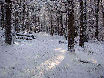 Bare trees on snow covered landscape