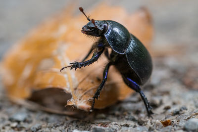 Close-up of insect on rock