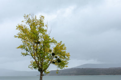 Tree by sea against sky