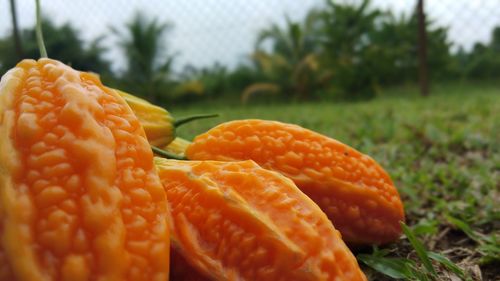 Close-up of orange slice in field