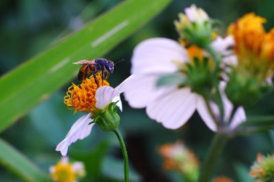 Close-up of bee pollinating on flower