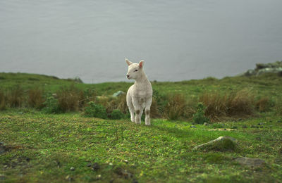 Little white lamb on the grass in north of scotland