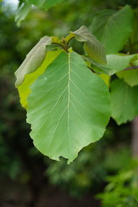 Close-up of green leaves