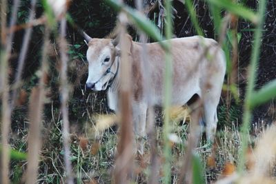 Horses in zoo