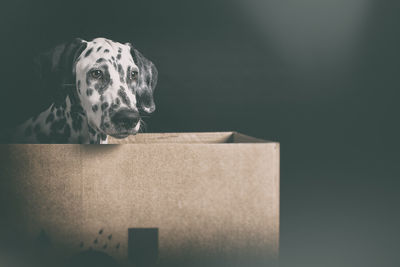 Dalmatian dog sitting in box against black background