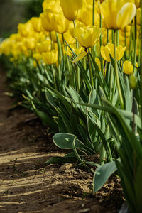 Close-up of yellow flowering plant