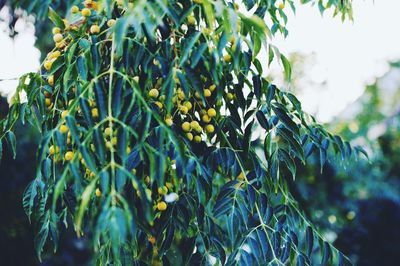 Low angle view of fruits on tree