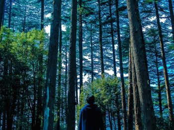 Scenic view of forest against clear sky