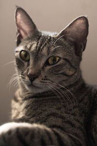 Close-up portrait of cat