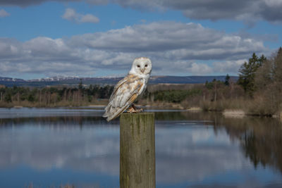 Bird perching on wooden post in lake against sky