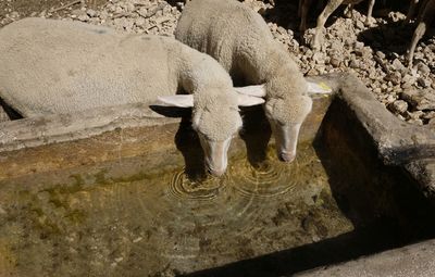 High angle view of horse in water