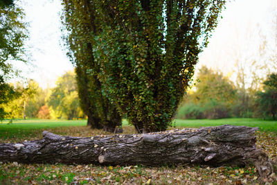 Trees growing on field