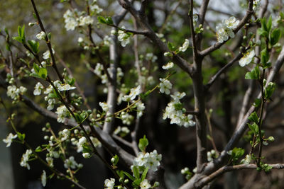 Close-up of flowering plants on tree