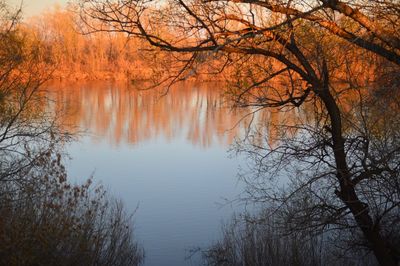 Reflection of trees in lake