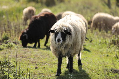 Sheep standing on field