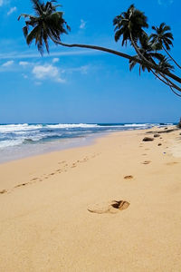 Beautiful hidden untouched tropical beach in sri lanka, blue sky, palms, ocean and silence.